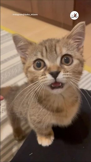 子猫の名を呼ぶと…｜PECO #子猫 #子猫の鳴き声 #マンチカン #キジトラ #子猫のいる生活 #kitten #kittenmeowing #browntabby #munchkin
