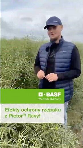 Rzepak bez chorób? To możliwe! ✅ Sprawdź efekty stosowania Pictor® Revy! #basfagro #pictorrevy