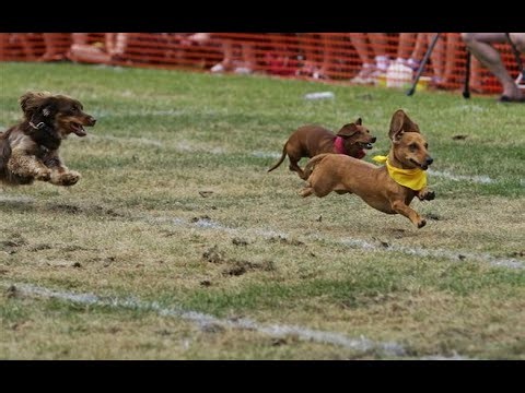 Dachshund Derby Races LIVE