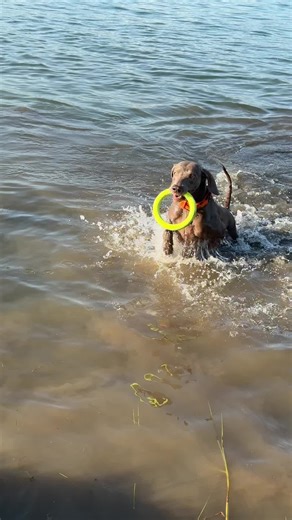 #weimaraner #dog #huntingdog #doglover #dogs #dogsoftiktok #weimaranerlove #doglife #weimaranersofinstagram #lovemydog #foryou #silverfalconweimaraners #silverfalcondebora #веймаранер #champion #love