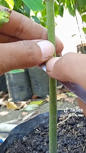 Mango Budding Method: Chip-Budding Mango Tree & Plant Care