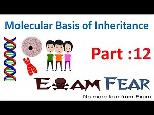 Biology Molecular Basis of Inheritance part 12 (Replication of DNA) class 12 XII