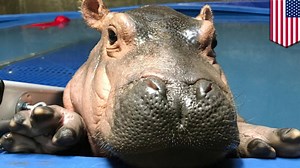 Internet sensation Fiona the baby hippo gets her own Facebook video series. | TomoNews US