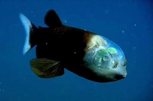Researchers solve mystery of deep-sea fish with tubular eyes and transparent head • MBARI