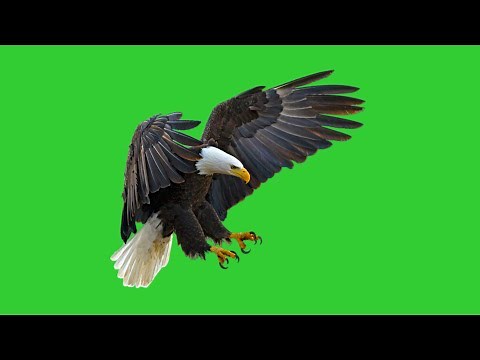Flying eagle green screen footage