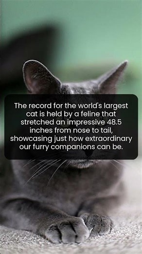 Discover the Astonishing Size of the World's Largest Cat Ever Recorded