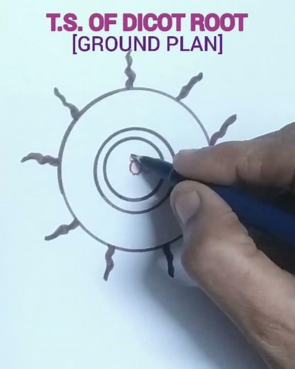 T.S. of dicot root ground plan easy drawing