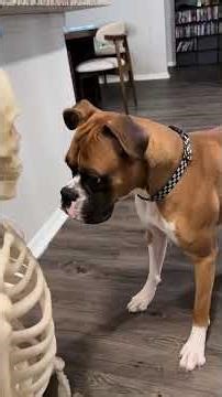 Caught on Camera: Crazy Boxer Dog 😂📸