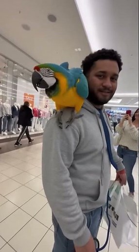 Parrot Roasts Window Shopping!
