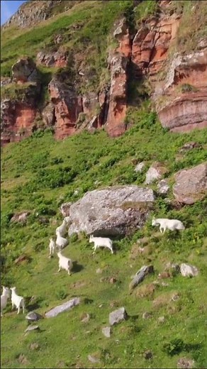 Wild Saanen Goats Sounds (Grazing On A Mountain)