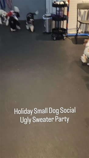 33 reactions · 4 comments | Small Dog Social Sweater Party 2025! | Donna's Do Right Dogs | Facebook