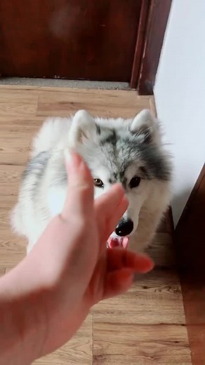 Husky Turbo (@huskyturbo)’s videos with original sound - Husky Turbo