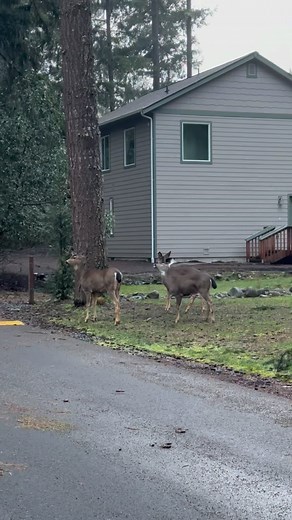 Deer crossing….. #wildlife #deer #pnw #pnwwonderland #nature #beauty #wow | Dianne Hamel Dupuis | Facebook