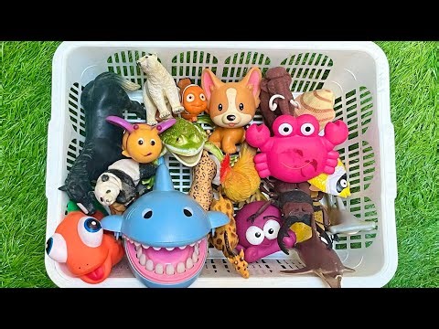 Dive into Sea Life & Zoo Animals | Learning Animal Challenge for Kids