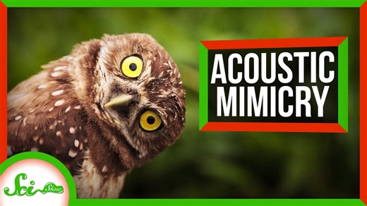 That’s not a rattlesnake… it’s an owl!