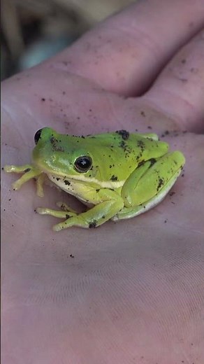 Green Tree Frogs Hiding Beneath Cover!