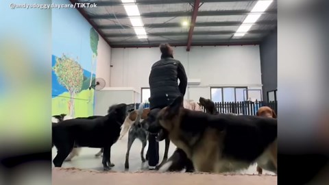 Great Dane Doesn't Know Size