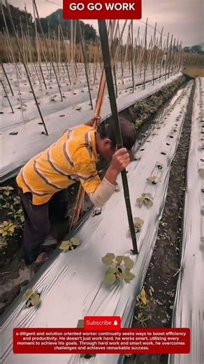 Manual Crop Support Framework Setup Using Vertical Poles for Stable Plant Growth