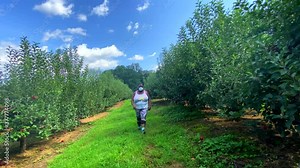 African American Plus Size Natural Woman Walks In Georgia Apple Orchard