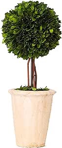 Real Preserved Boxwood Evergreen Globe Tree Topiary in Terracotta Planter Green Plant for Home Decor (Single Ball Topiary, 16 inch Tall)