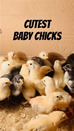 Baby chicks hatched by incubator 🐣. #shortsfeed #shorts