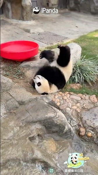 Why Walk When You Can Roll? | iPanda #shorts #HKpanda