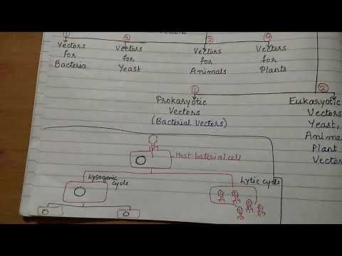 Vectors part 2 (M13 phage and lambda phage)