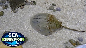 3.6K views · 72 reactions | The ULTIMATE Sea Survivor is here! | Virginia Aquarium & Marine Science Center | Facebook