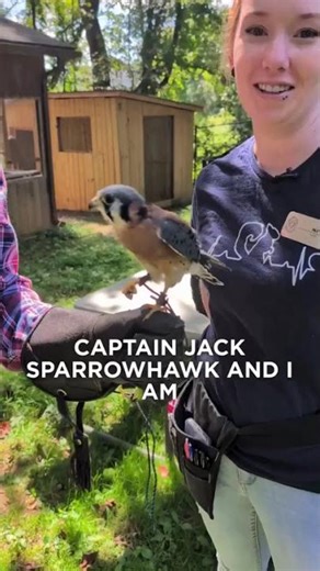 🤩 Meet Captain Jack Sparrowhawk