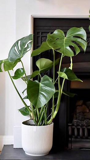 “Monstera Magic: How to Grow Stunning Swiss Cheese Plants at Home!”#Monstera Deliciosa