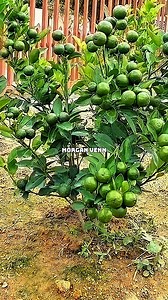 STOP Planting Seeds! Grow Lemon Tree Roots #LemonTree #PlantPropagation #GardeningHacks #GrowAtHome #FruitTrees #BananaHack #GreenThumb | Morgan Venn