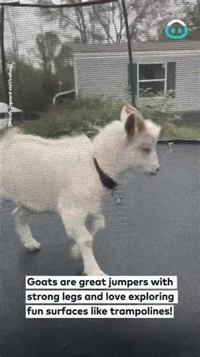 Goat Jumps On Trampoline || ViralHog