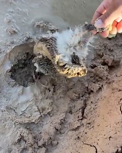 This man gave a hedgehog trapped in dried mud a wash 🦔🥺 | Furry Tails