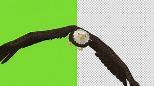 Bald Eagle Flying Over Screen - V - Transparent and Green