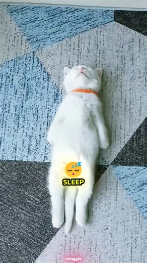 Are Cats Dreaming When They Twitch? #catshorts #cat #kitten