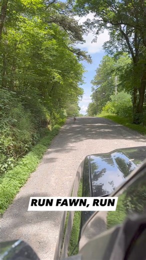 Who else is seeing fawns? They are starting to drop in our area! #reels #fawns #newborn #babydeer #baby | The Huntin Grounds