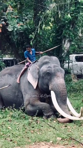සැරම ඇතා මාලිගාවේ ඉන්න ☠️❌ #animaldance #elephant #worldwildlifeday බුරුම රාජා #animals