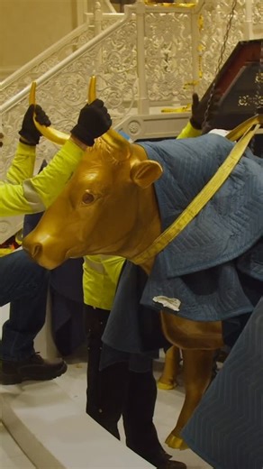 Visit Temple Square on Instagram: "The original oxen beneath the Salt Lake Temple baptismal font, each weighing 2,200 pounds, are being carefully refurbished as part of the temple’s renovation. The oxen that support temple fonts symbolize the tribes of Israel and the strength upon which God’s work rests. Their preservation makes way for two baptismal fonts when the temple reopens. The east font holds the original cast-iron oxen. The west font features new fiberglass oxen, which have already been