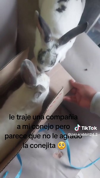 #pana #rabbit_🐰💓 #el #cone #fiypシ #🐇❤️ #..