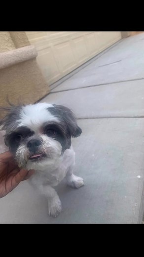 71 reactions · 14 comments | Today been a rough day. Had to put my dog “ Teddy “ down. Dmx once said said Dogs are better than people because the have unwavering loyalty. I have had Teddy for over 12 years and the love this dog showed my children he was more than just a pet , he was family. Rest in Peace Teddy  #mansbestfriend https://www.instagram.com/p/DRJcRJYkcdJ/?igsh=aGV2OWJuMjVpbGdx | Jahmar Intl | Facebook