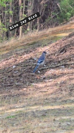 Blue jay Bird #nature #birds #bluejay #wildlifephotography #shorts #birding