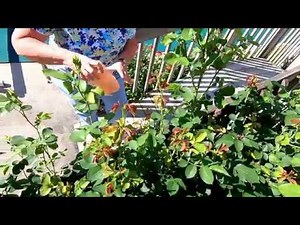 Home Made Spotted Lanternfly Trap.