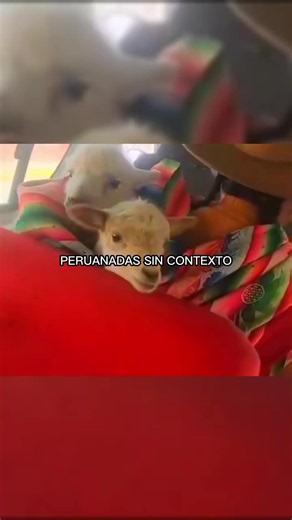 #peru#mundial#jajaja#SJL | peru core