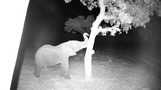 Elephant knocks down Marula Tree behind the Djuma Cam 10/22/25 | Djuma Cam