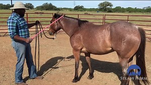 9.9K views · 160 reactions | How to teach your horse to move their front end over | Steady Horse | Facebook