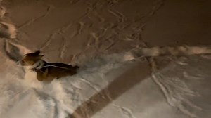 8.2K views · 136 reactions | CORGI IN SNOW: Our friend Denise shared this video of Barley the Corgi jumping in the snow in Custer. How much snow are you seeing in your neighborhood? Here's more on the Winter Storm Warning that's in effect until Tues. night >> https://bit.ly/3vo8iqN | FOX 13 Seattle | Facebook