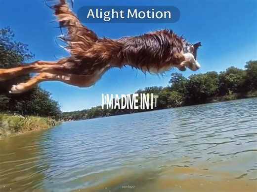 Exciting Dock Diving Moments with Dogs
