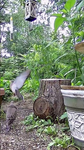 Sparrows & Doves in Motion 🕊️ | Mesmerizing Murmuration & Dove Wing Whistle Sounds ASMR Bird Wings