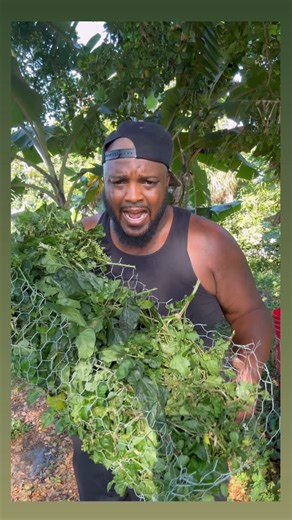 🌿 Discover the Power of Pigeon Berry 🌿 Also known as Dogblood in the Caribbean, Pigeon Berry is a remarkable herb that grows not only in the Caribbean but also in Florida, Texas, Louisiana, Arizona, and California. This incredible plant is known for its ability to support vaginal health, increase fertility, regulate menstrual cycles, and cleanse the vaginal system. It may even assist in reversing fibroids! Experience the benefits of Pigeon Berry today! Visit our website at www.bigsteelefarms.c