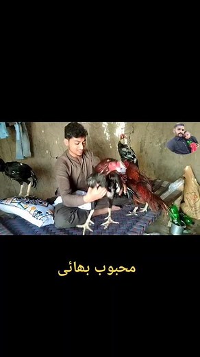 apna shonq 💖Say Mashallah 💖 #rooster #aseellovers #foryoupage #flypシ #varil #foryou #matc